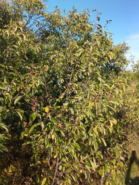 picture_396361881
