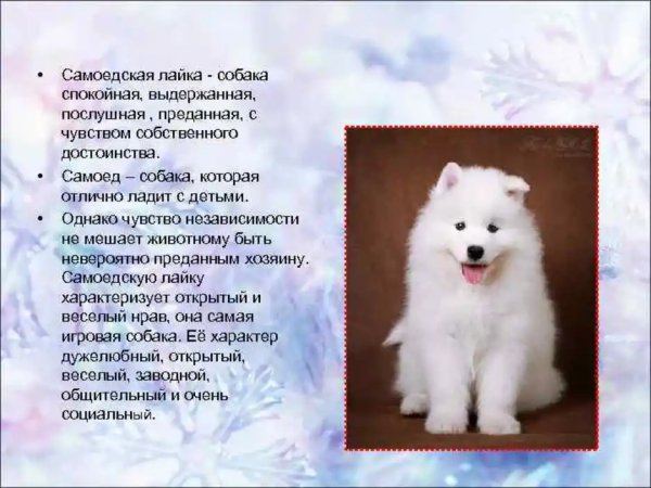 Самоедская лайка