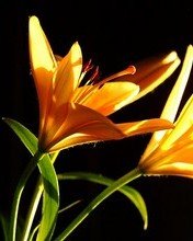 Flowers 021