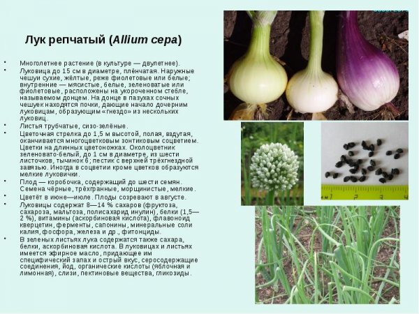 Лук репчатый