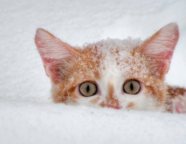 Котэ