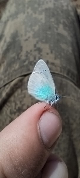 picture_363733003