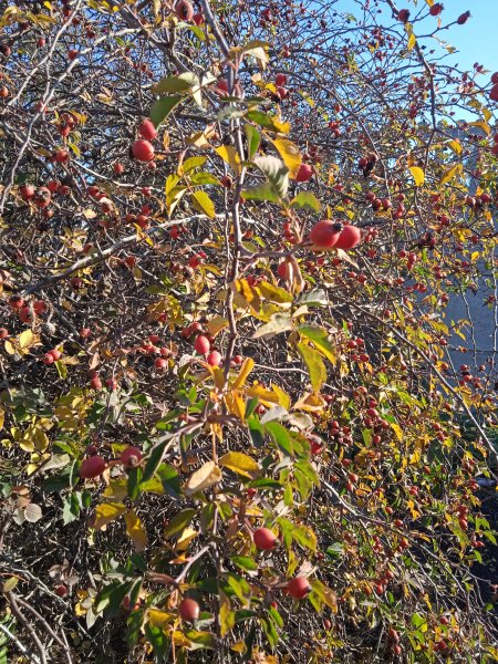 IMG 20251031 093353 1