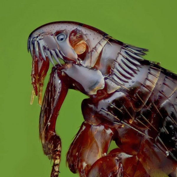 Монстр под микроскопом!!! (Блоха...)