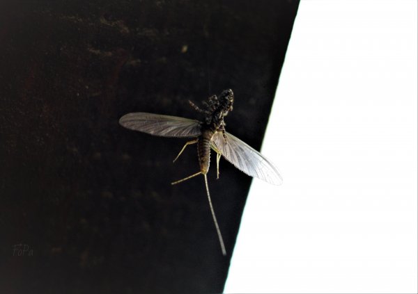 cfda1cbea3 IMG 7018
