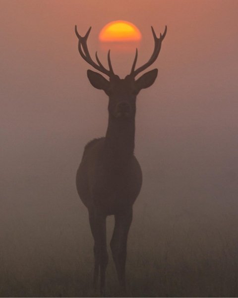 pjEmmCRaih0