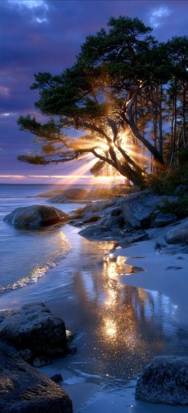 Арт Природа