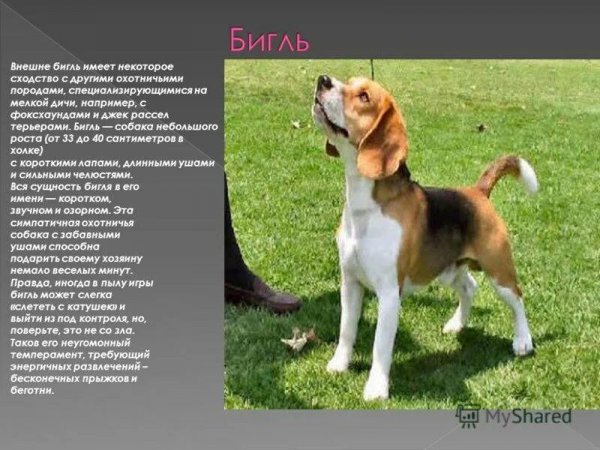 Бигль