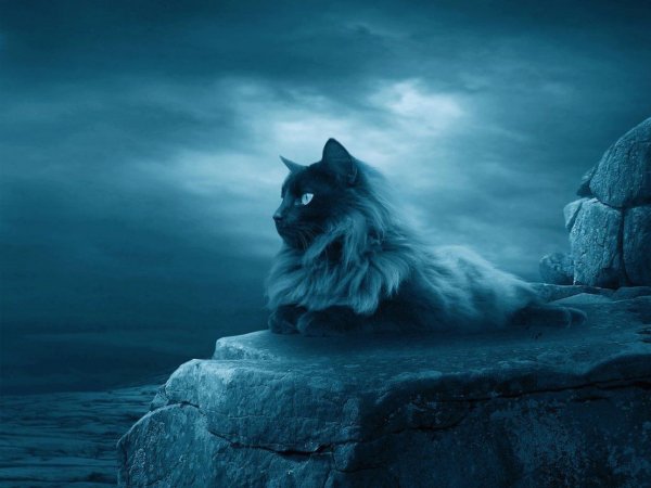 calm-cat-wallpaper