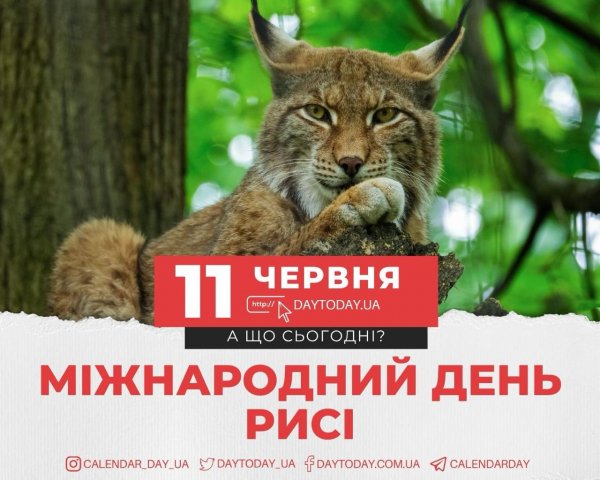 06-11