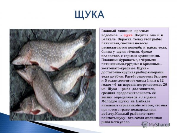 Щука