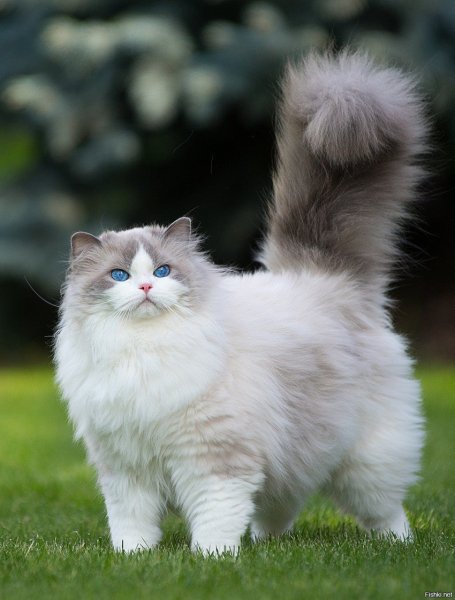 кот