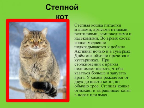 Степной кот