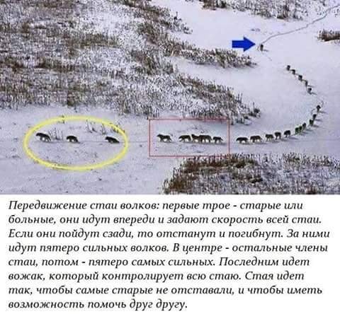 Человечность