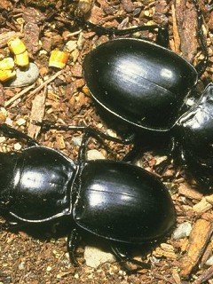 Insects 006