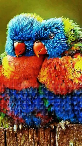 попугаи 032000