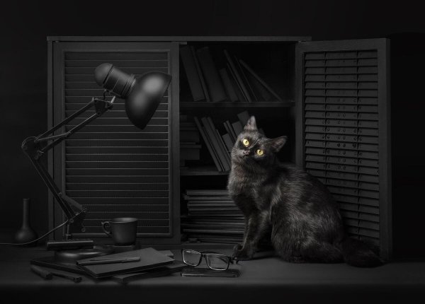 Cat-dark