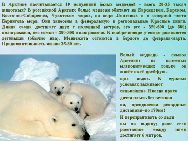 Белые медведи