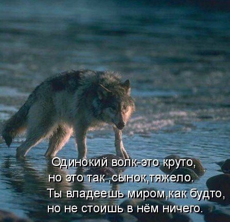 волк