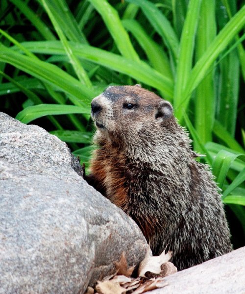 animal-wildlife-wild-mammal-squirrel-rodent-fauna-whiskers-ve