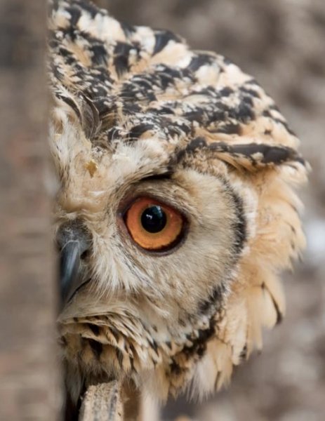 wildlifecentre11~01