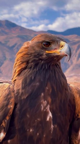 Животный Мир