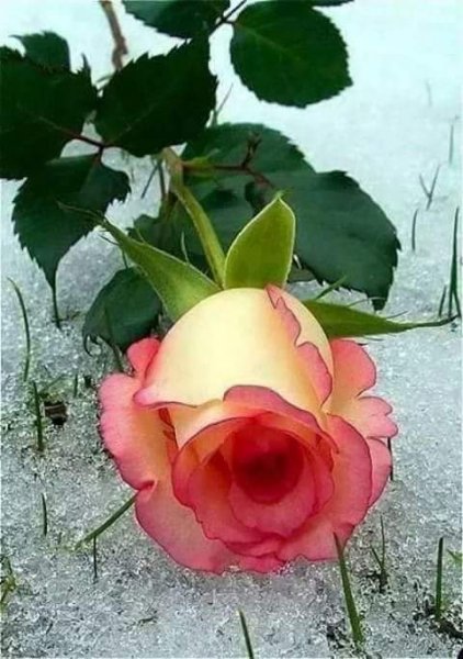 FB IMG 1617324231913