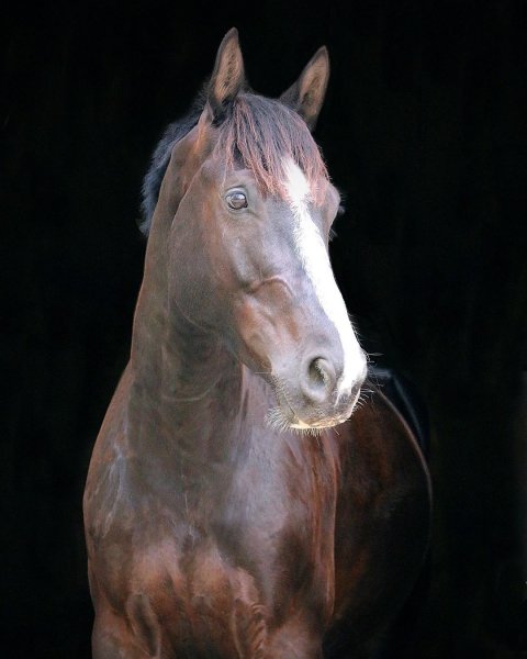 MEDIA # OF HORSE