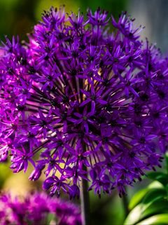 Allium tsvety rasteniia