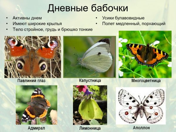 Дневные бабочки
