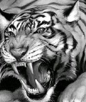 Tigr