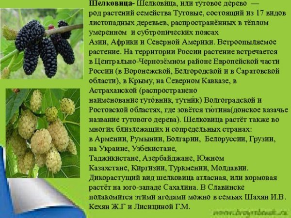 Шелковица