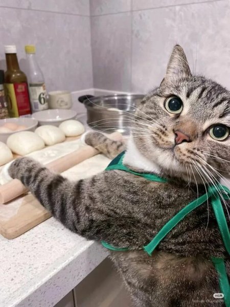 Котоплюшки (16)