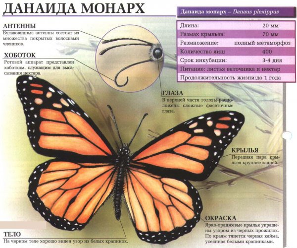 Данаида монарх