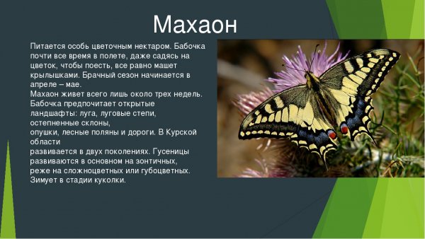 Махаон