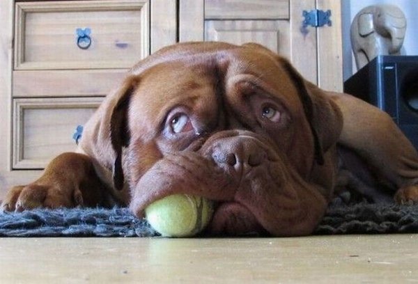 placepic.ru these funny animals 1116 17