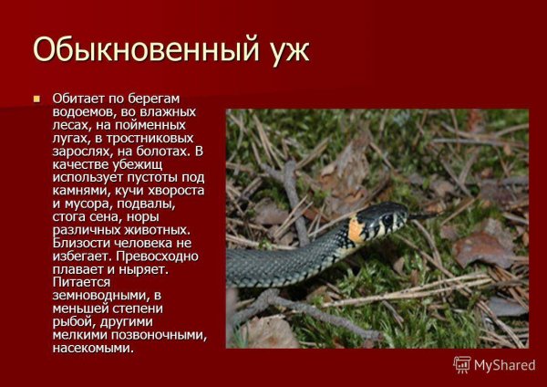 Обыкновенный уж