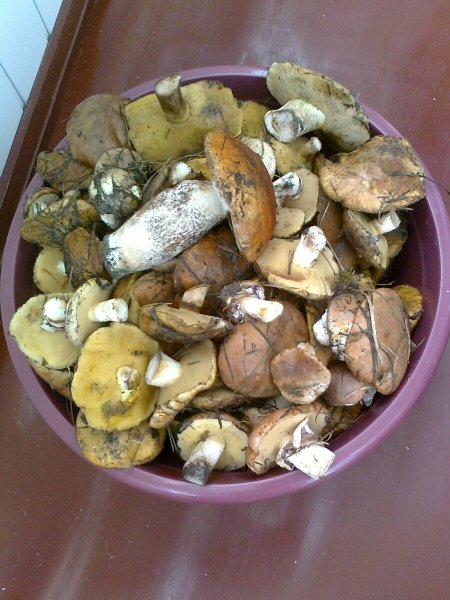 Грибы Маслята моховики