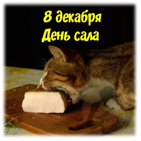 Изображение viber 2022-12-08 05-11-25-787