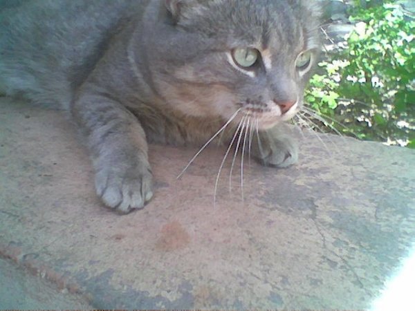 МОЙ КОТЁНОК-СИМОНТЁНОК )))
