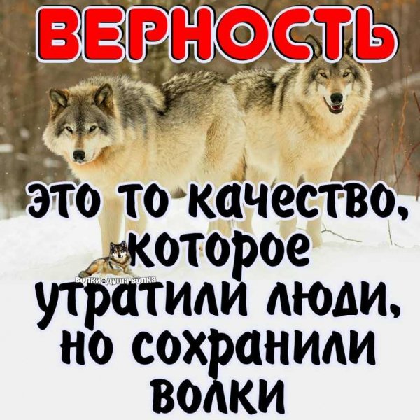 Но сохранили волки