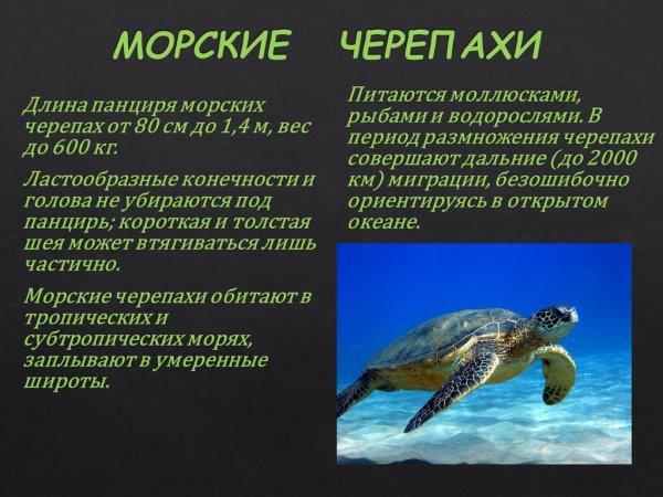 Морские черепахи