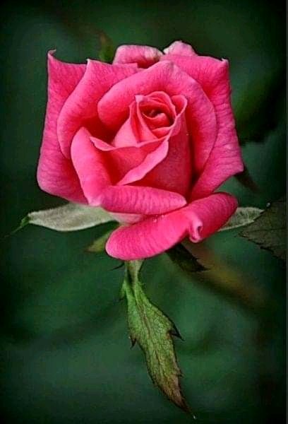 FB IMG 15911085952505071