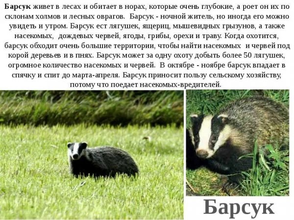 Барсук