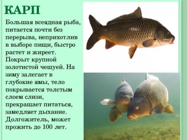 Карп