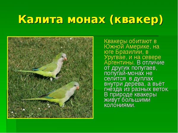 Квакер