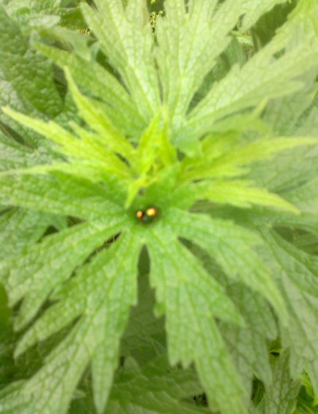 Букашки совокупляются