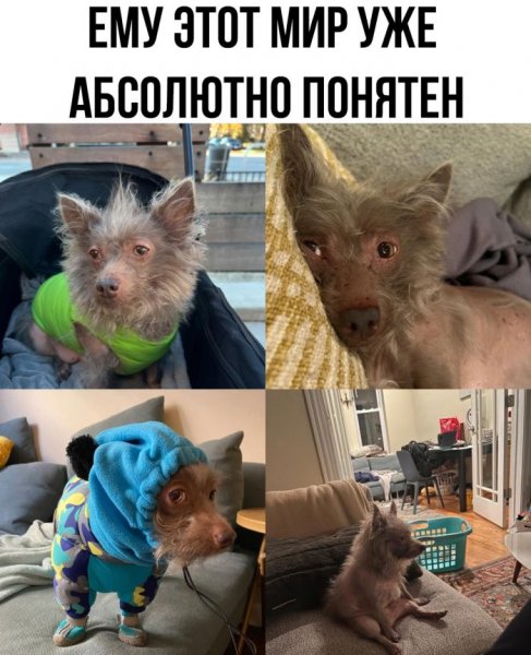 Do-slez-smeshnye-memy-i-kartinki-s-kommentarijami-11