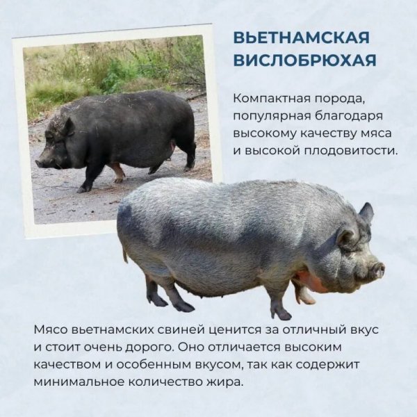 Вьетнамская вислобрюхая