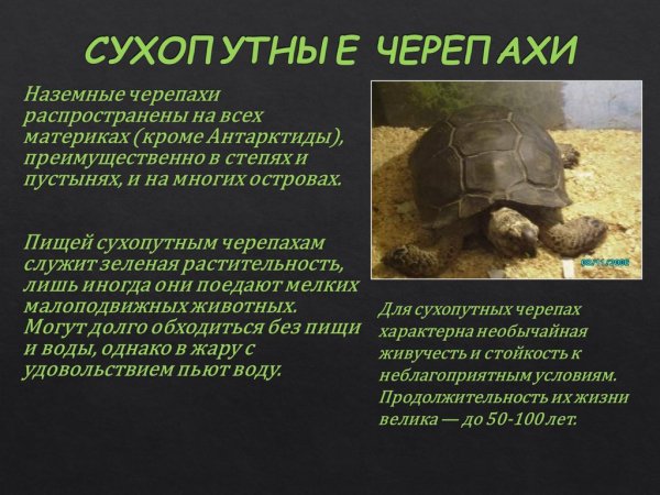 Черепахи